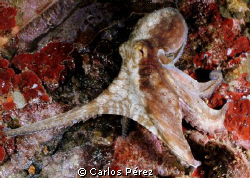 Caribbean Octopus.Wide Angle manual setting in a Shore di... by Carlos Pérez 